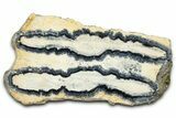 Mammoth Molar Slice With Case - South Carolina #377781-1